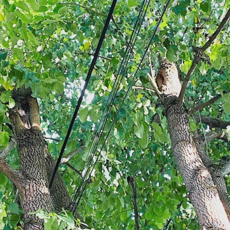 close up of a tree with telecom wires running thru branches