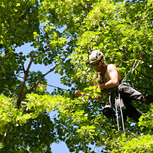 arborists in branches trimming the tree
