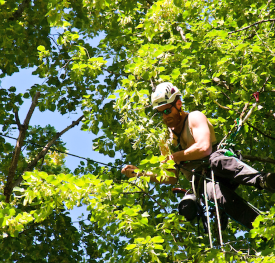 Man up in a tree pruning branches